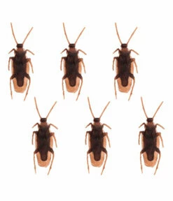 Set 6 Kakkerlakken
