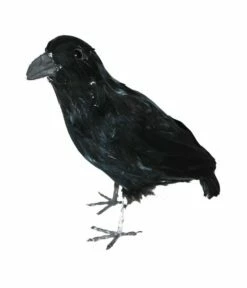 Zwarte Kraai 34cm